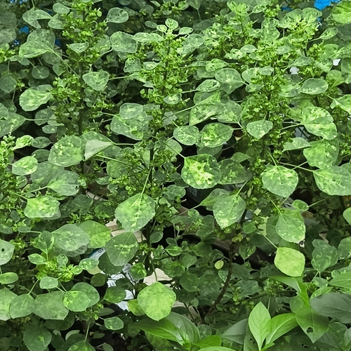 Acalypha indica, photograph 6