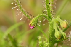 Drosera indica