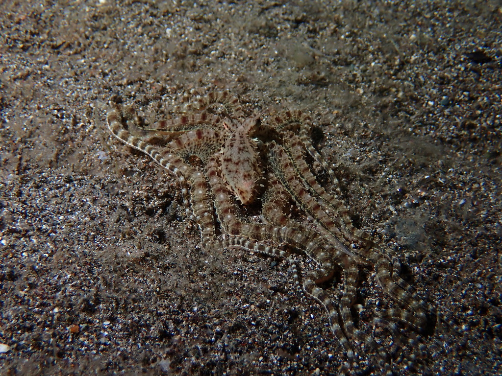Mimic octopus
