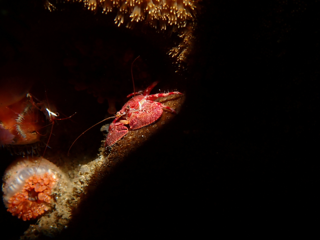 Petrolisthes militaris