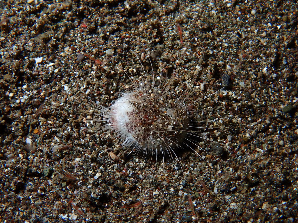 Fine-spined Heart Urchin