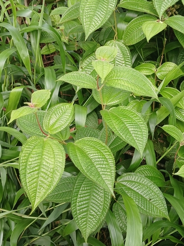 Miconia crenata observed 2026-08-20