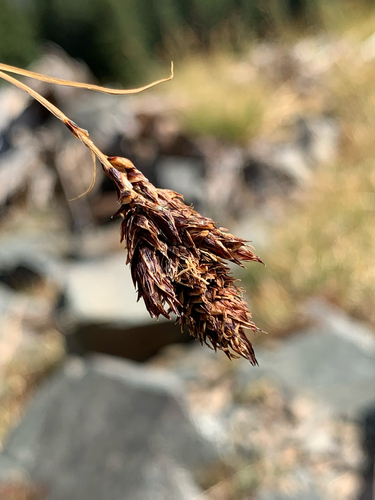 Carex heteroneura observed 2026-08-17