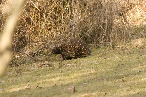 Eastern Short-beaked Echidna