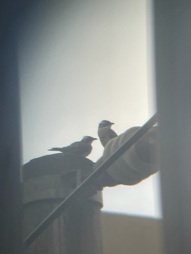 Light-vented Bulbul