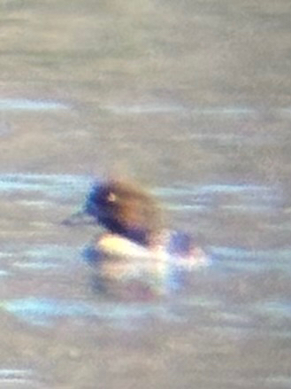 Common Goldeneye