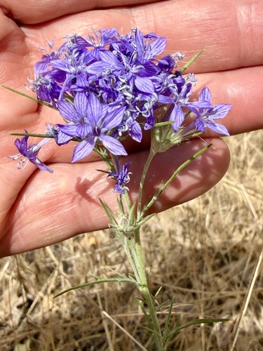 Eriastrum densifolium