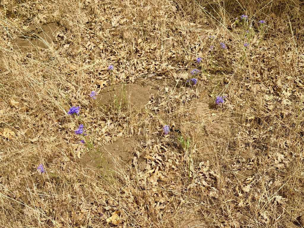 Eriastrum densifolium; photograph (c) Henrik Kibak, some rights reserved (CC BY)