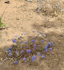 (c) Henrik Kibak, some rights reserved (CC BY) Eriastrum densifolium, photograph (c) Henrik Kibak, some rights reserved (CC BY)