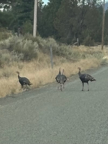 Wild Turkey
