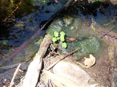 Lepidium sativum