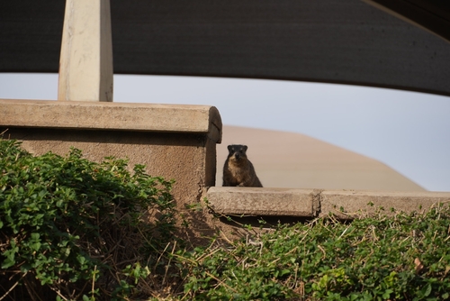 Rock Hyrax