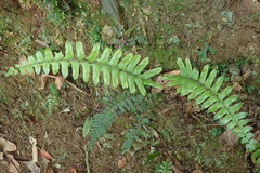 Microlepia hookeriana