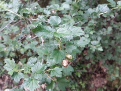 Ribes alpinum