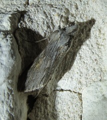 Cucullia laetifica