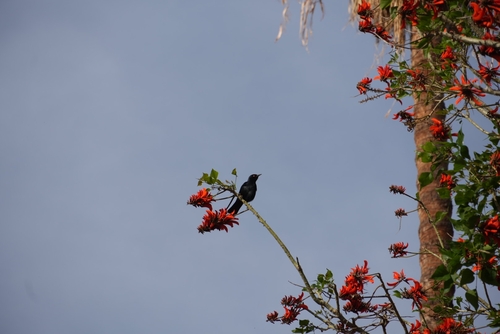 Pale-winged Starling