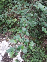 Ribes alpinum