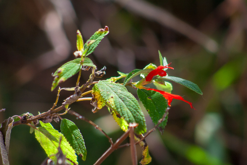 Salvia haenkei