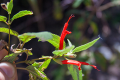 Salvia haenkei, photograph (c) Cody Hinchliff, some rights reserved (CC BY)