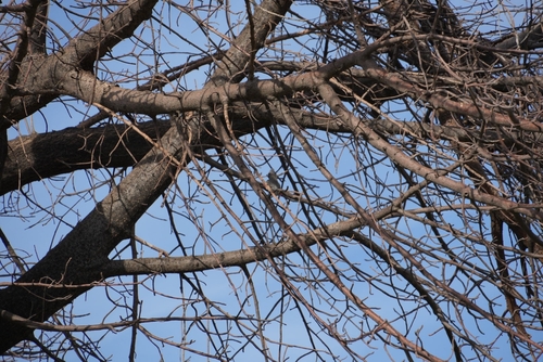 White-backed Mousebird
