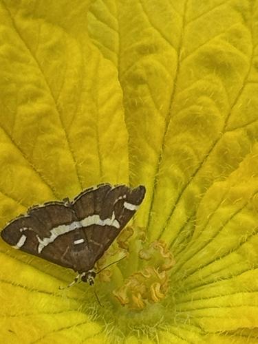 Hawaiian Beet Webworm Moth