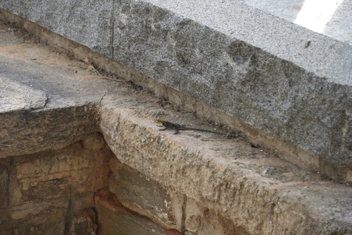 Namib Rock Agama
