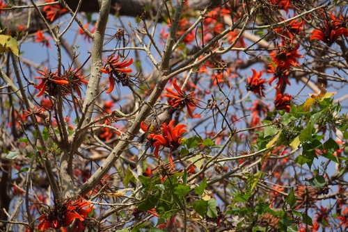 African Red-eyed Bulbul