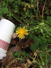 Taraxacum officinale