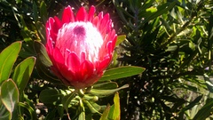Protea compacta × susannae