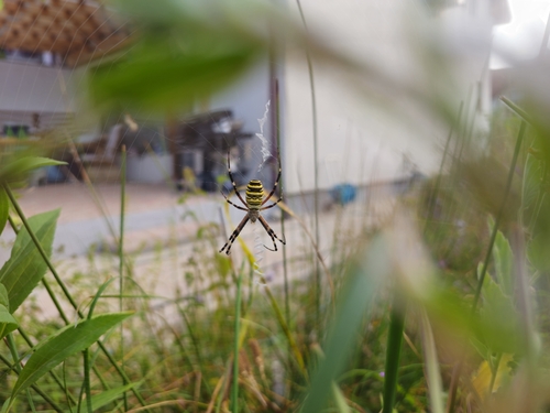 Wasp Spider