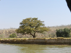 Piliostigma reticulatum