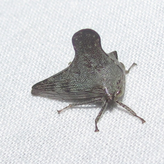 Glossonotus acuminatus