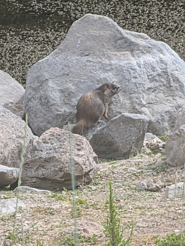 Yellow-bellied Marmot