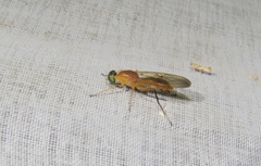 Ptecticus testaceus