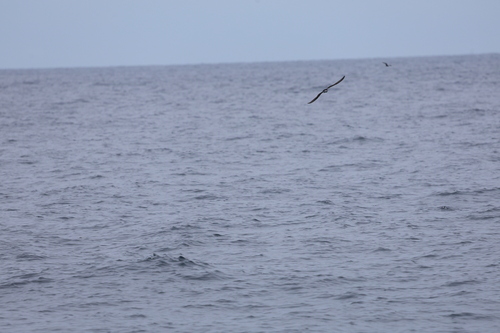 iNaturalist image