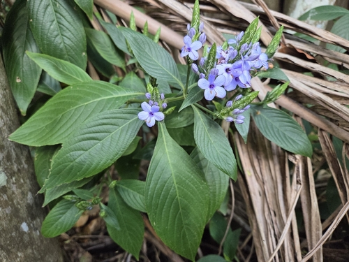Eranthemum pulchellum observed 2026-08-25