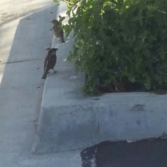 Passer domesticus