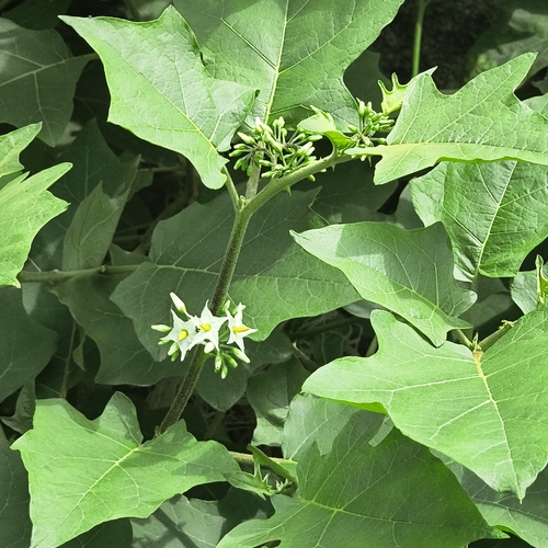 Solanum torvum, photograph 4