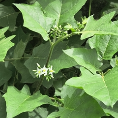 Solanum torvum, photograph (c) Raja Sekhar Chimirala, some rights reserved (CC BY)