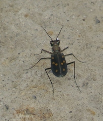Cicindelina