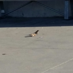 Passer domesticus