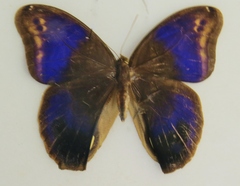 Eryphanis aesacus