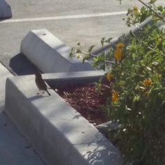 Passer domesticus