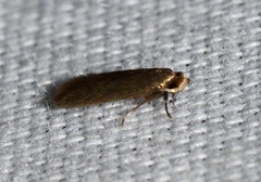 Phaeoses sabinella