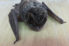 Barbastella barbastellus