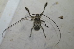 Lagocheirus araneiformis