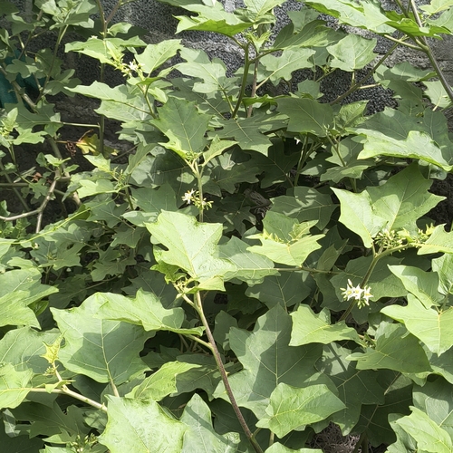 Solanum torvum, photograph 5