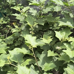 Solanum torvum, photograph (c) Raja Sekhar Chimirala, some rights reserved (CC BY)