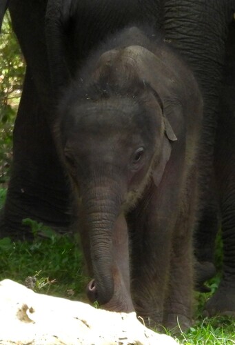 Sri Lankan Elephant