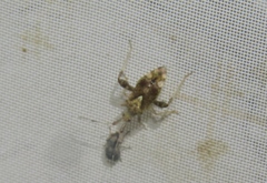 Neurocolpus mexicanus